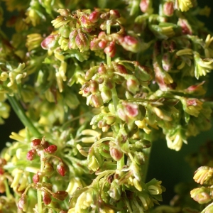 Photographie n°1838375 du taxon Rumex alpinus L. [1759]