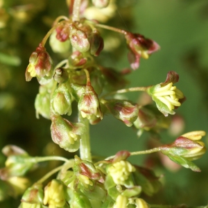 Photographie n°1838435 du taxon Rumex alpinus L. [1759]