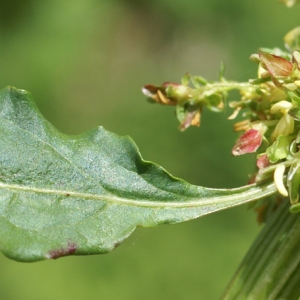Photographie n°1838453 du taxon Rumex alpinus L. [1759]