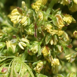 Photographie n°1838480 du taxon Rumex alpinus L. [1759]