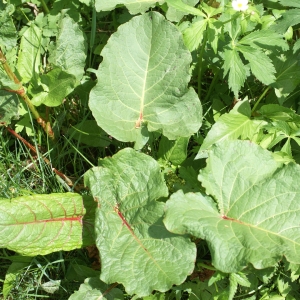 Photographie n°1838502 du taxon Rumex alpinus L. [1759]