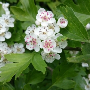 Photographie n°1838504 du taxon Crataegus monogyna Jacq. [1775]