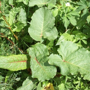 Photographie n°1838525 du taxon Rumex alpinus L. [1759]