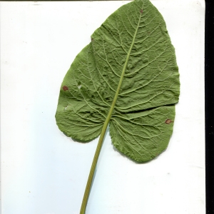 Photographie n°1838550 du taxon Rumex alpinus L. [1759]