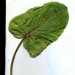 Photographie n°1838579 du taxon Rumex alpinus L. [1759]