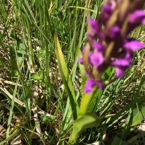 Photographie n°1840804 du taxon Dactylorhiza incarnata (L.) Soó [1962]