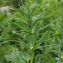  Liliane Roubaudi - Polygonatum verticillatum (L.) All. [1785]