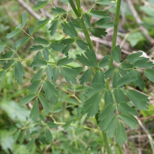 Photographie n°1844574 du taxon Thalictrum aquilegiifolium L. [1753]