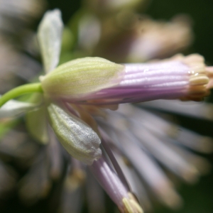 Photographie n°1844651 du taxon Thalictrum aquilegiifolium L. [1753]