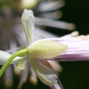 Photographie n°1844666 du taxon Thalictrum aquilegiifolium L. [1753]