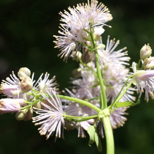 Photographie n°1844671 du taxon Thalictrum aquilegiifolium L. [1753]