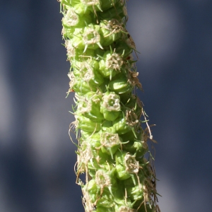 Photographie n°1844694 du taxon Phyteuma spicatum L. [1753]