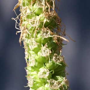 Photographie n°1844696 du taxon Phyteuma spicatum L. [1753]