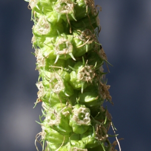 Photographie n°1844697 du taxon Phyteuma spicatum L. [1753]