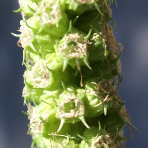 Photographie n°1844698 du taxon Phyteuma spicatum L. [1753]