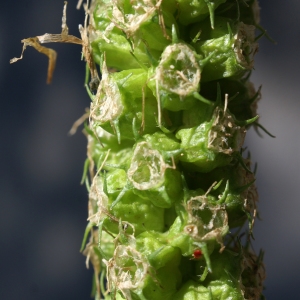 Photographie n°1844705 du taxon Phyteuma spicatum L. [1753]