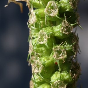 Photographie n°1844706 du taxon Phyteuma spicatum L. [1753]