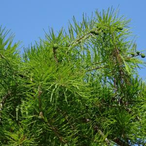 Photographie n°1844722 du taxon Taxodium distichum (L.) Rich. [1810]