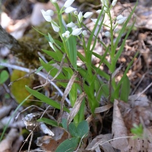 Photographie n°1845469 du taxon Cephalanthera longifolia (L.) Fritsch [1888]