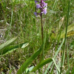 Photographie n°1845480 du taxon Gymnadenia conopsea (L.) R.Br. [1813]