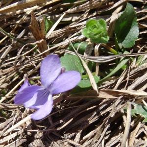 Photographie n°1845534 du taxon Viola pyrenaica Ramond ex DC. [1805]