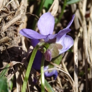 Photographie n°1845550 du taxon Viola pyrenaica Ramond ex DC. [1805]