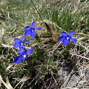 Photographie n°1845574 du taxon Gentiana verna subsp. verna 
