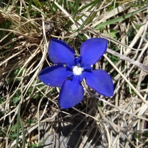 Photographie n°1845578 du taxon Gentiana verna subsp. verna 