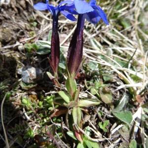 Photographie n°1845593 du taxon Gentiana verna subsp. verna 