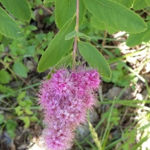 Photographie n°1845888 du taxon Spiraea douglasii Hook. [1832]