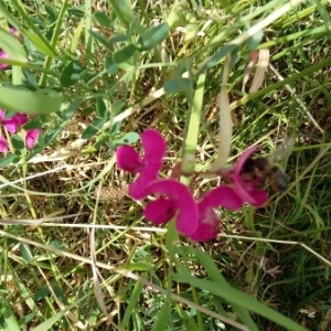 Photographie n°1845911 du taxon Lathyrus odoratus L. [1753]