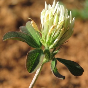 Photographie n°1846757 du taxon Trifolium ochroleucon Huds. [1762]