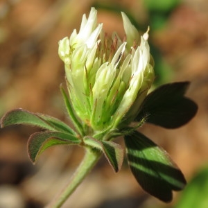 Photographie n°1846758 du taxon Trifolium ochroleucon Huds. [1762]