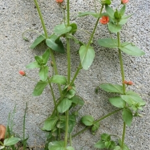 Photographie n°1846823 du taxon Lysimachia arvensis (L.) U.Manns & Anderb. [2009]