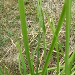 Photographie n°1846833 du taxon Hemerocallis fulva (L.) L. [1762]