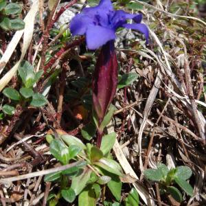 Photographie n°1846989 du taxon Gentiana verna subsp. verna 
