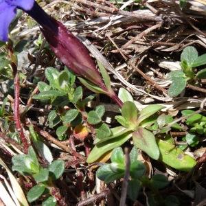 Photographie n°1846994 du taxon Gentiana verna subsp. verna 