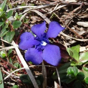 Photographie n°1846995 du taxon Gentiana verna subsp. verna 