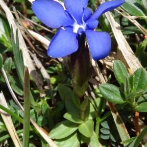 Photographie n°1846997 du taxon Gentiana verna subsp. verna 
