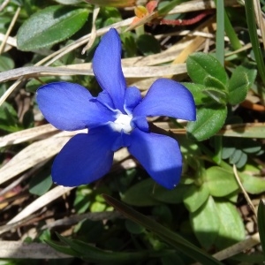 Photographie n°1846999 du taxon Gentiana verna subsp. verna 