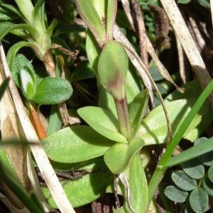 Photographie n°1847001 du taxon Gentiana verna subsp. verna 