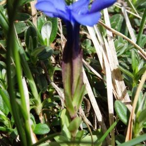 Photographie n°1847008 du taxon Gentiana verna subsp. verna 