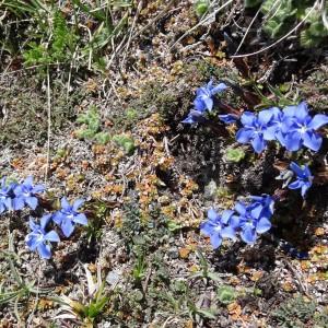 Photographie n°1847021 du taxon Gentiana verna subsp. verna 