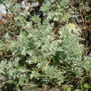 Photographie n°1847740 du taxon Artemisia vallesiaca All. [1773]