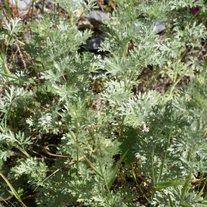 Photographie n°1847743 du taxon Artemisia vallesiaca All. [1773]