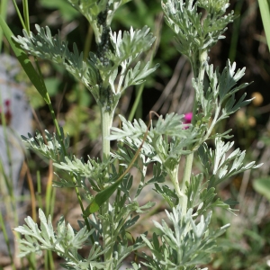 Photographie n°1847748 du taxon Artemisia vallesiaca All. [1773]