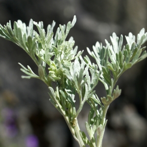 Artemisia vallesiaca All. (Armoise du Valais)
