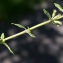  Liliane Roubaudi - Clinopodium alpinum (L.) Kuntze [1891]