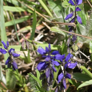 Photographie n°1847800 du taxon Polygala vulgaris L. [1753]