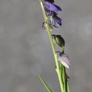 Photographie n°1847802 du taxon Polygala vulgaris L. [1753]